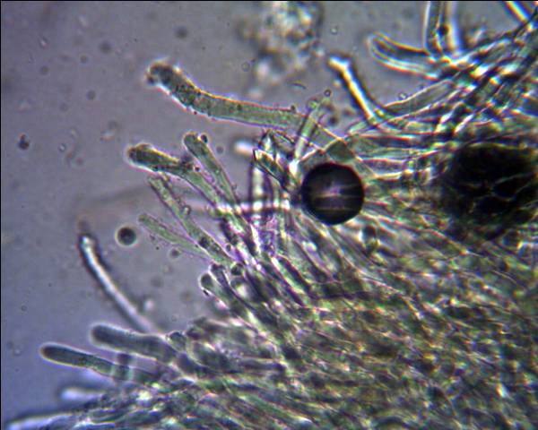 Oligoporus?? (Skeletocutis amorpha)